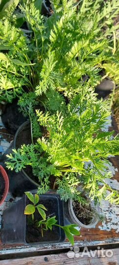 Рассада цветов