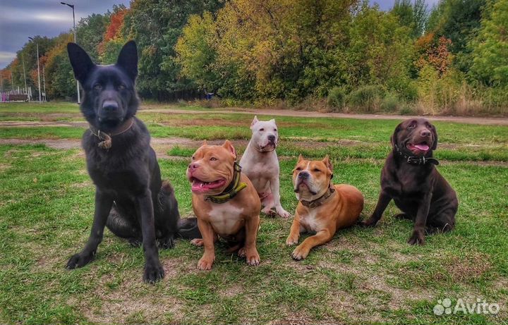 Идеальная собака с оплатой за результат. Гарантия