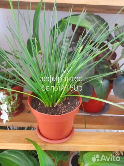 Продам цветы комнатные