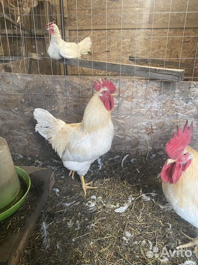 Продам петухов