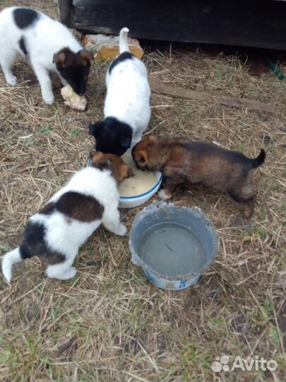 Щенки лайки и шарпея