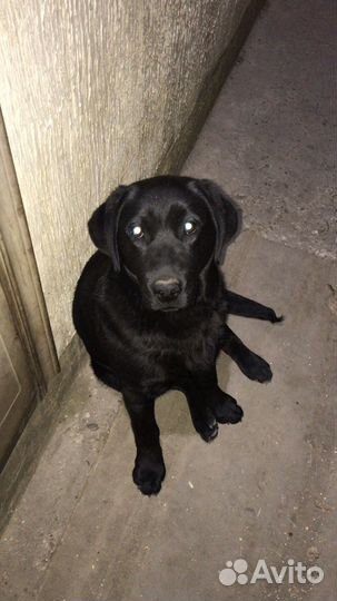 Вязка лабрадор