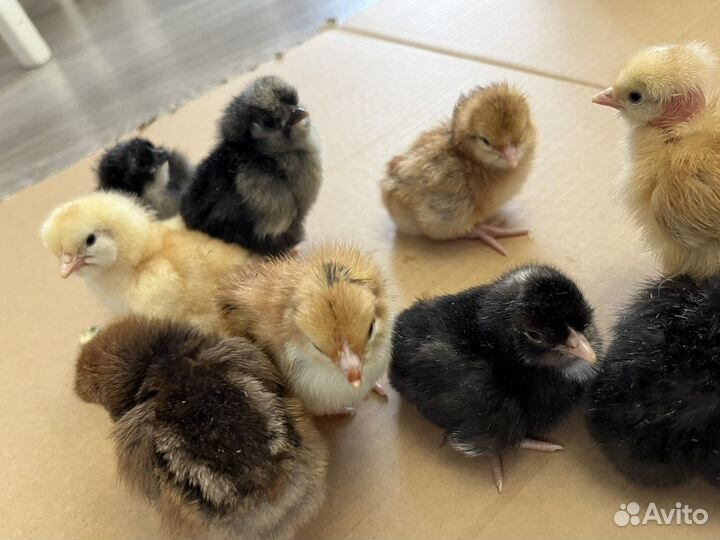 Цыплята суточные