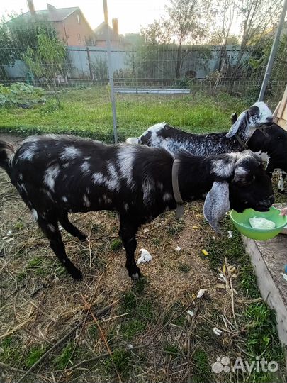 Продам коз