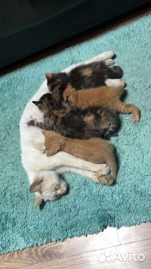 Котята в дар