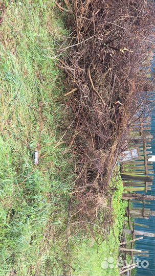 Спил деревьев/вывоз мусора