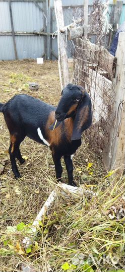 Камори. Битал. Нубийцы