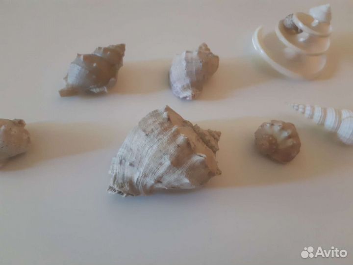 Морские ракушки,звезды