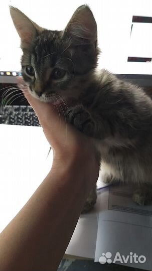 Котенок девочка в добрые руки привезу