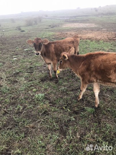 Джерсейская телочка