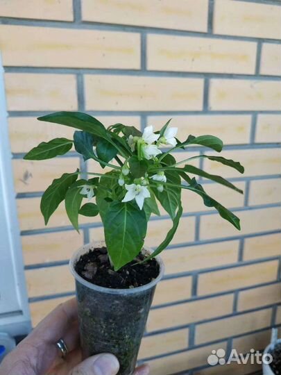 Комнатные растения рассада перец острый домашний