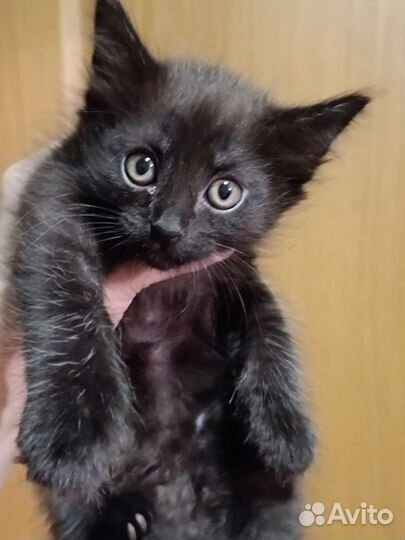 Очаровательные котики