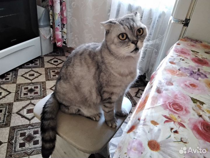 Шотландский вислоухий кот