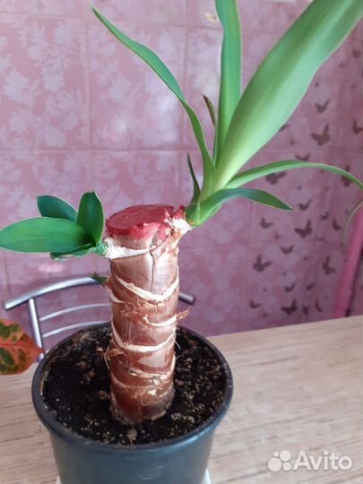 Пальма юкка