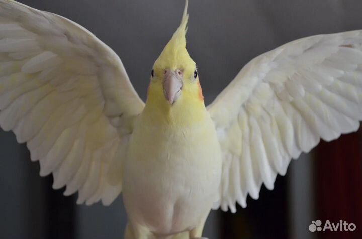 Продам птенчиков Корелла домашние