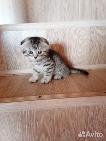 Отдам котёнка в добрые руки
