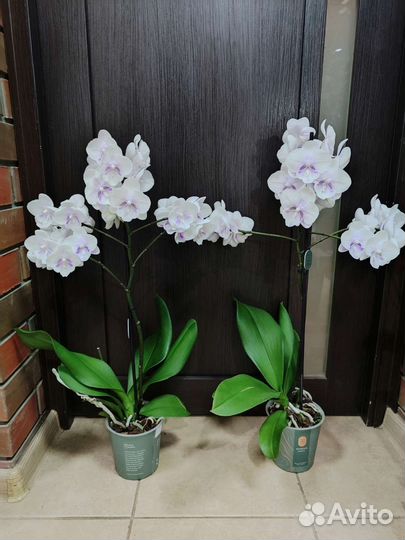 Орхидея фаленопсис биг лип