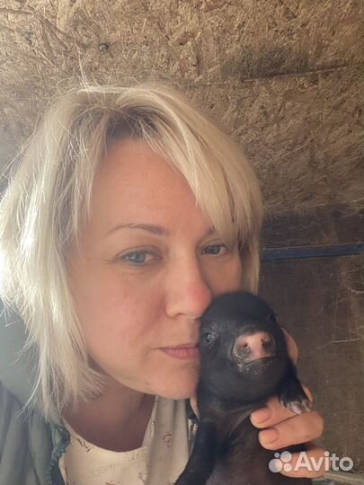 Мини micro пиги