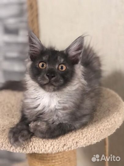 Котята мейн кун