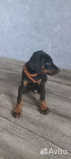 Щенки добермана мальчик