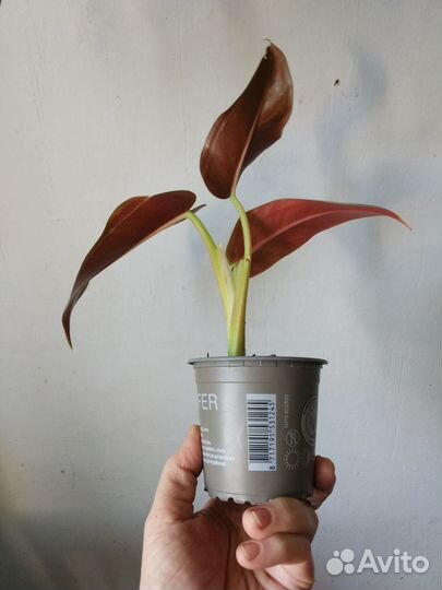 Филодендрон 'Tuxla'