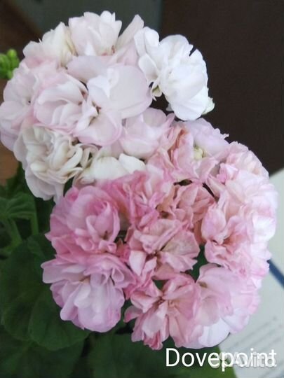 Сортовые пеларгонии