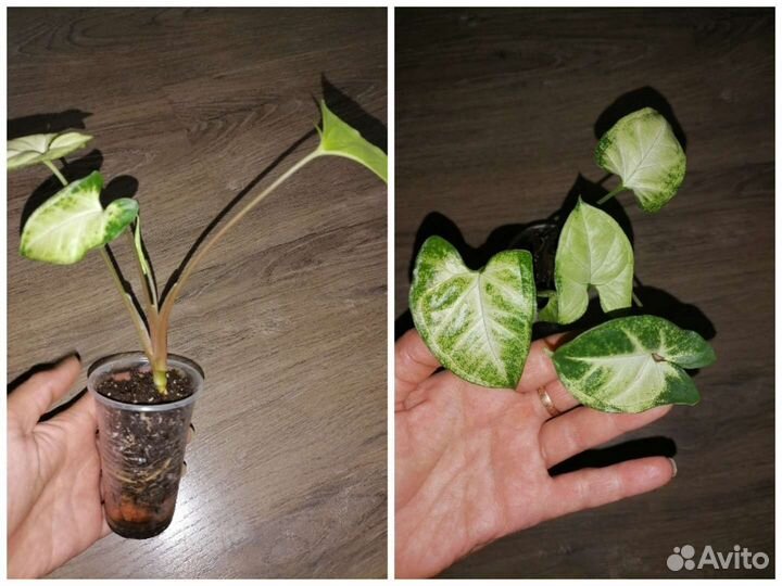 Сингониум Пикси