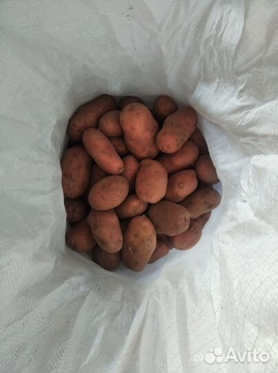 Продам картофель