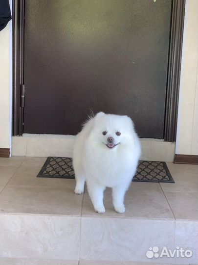 Шпиц на вязку