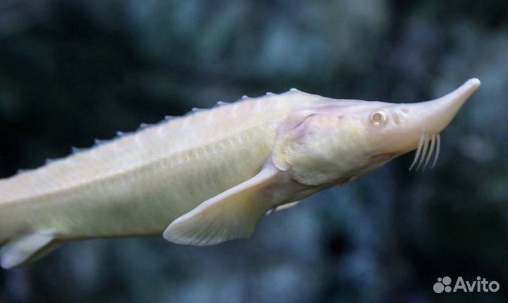 Подрощенный малек бестера и других рыб