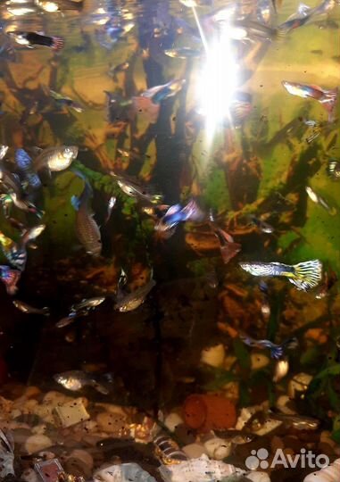 Аквариумные рыбки гуппи