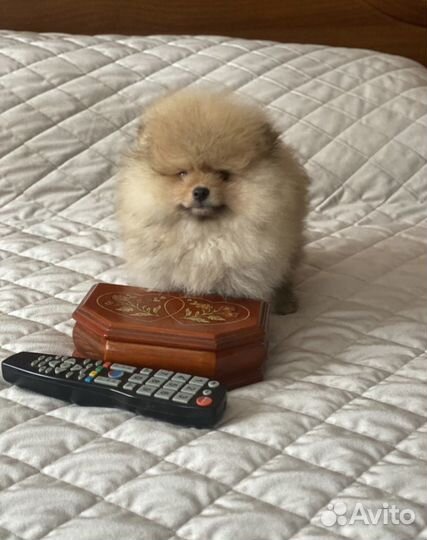 Миниатюрный шпиц