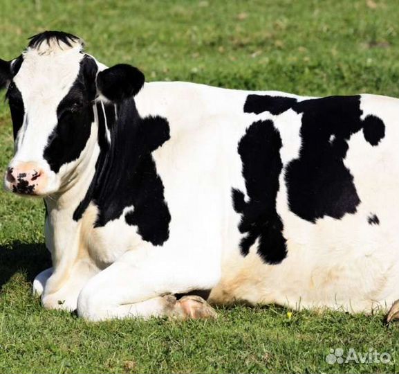 Продам коров