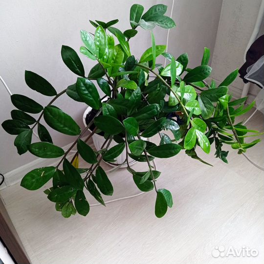 Замиокулькас