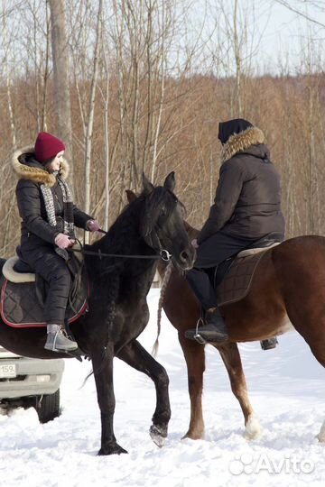 Конная прогулка/тренировка