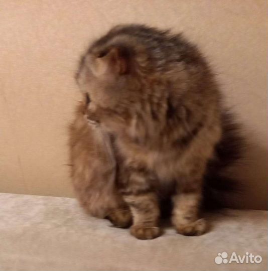 Кошки бесплатно