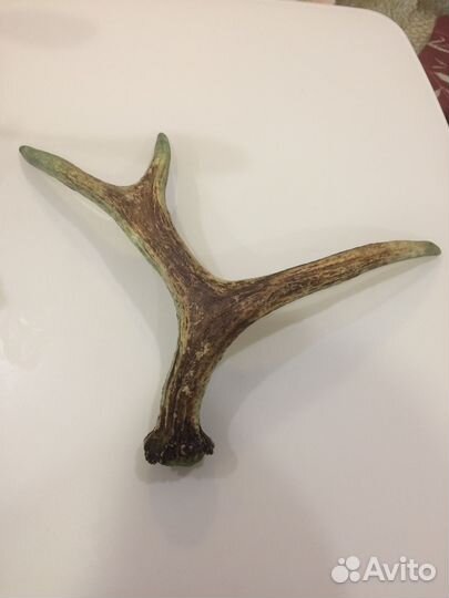 Продам рога лося