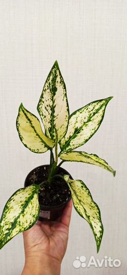 Аглаонема вайт Киви