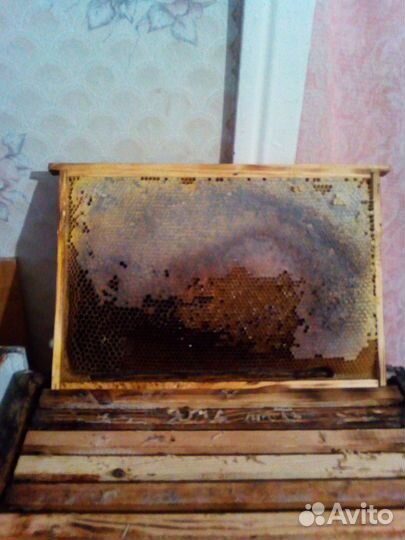 Пчелиные рамки. кормовые, Сушь рут, дадан