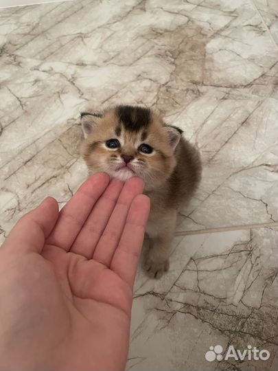 Котята золотая шиншилла