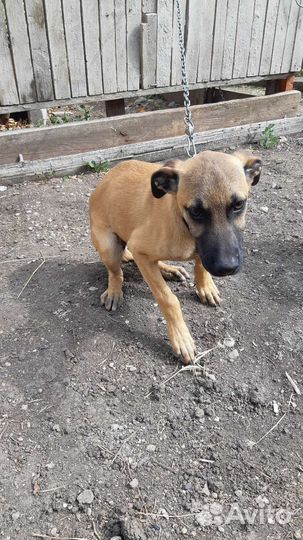 Собачка девочка бесплатно