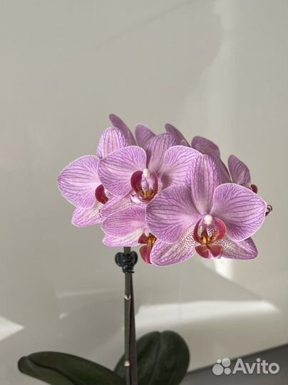 Орхидея фаленопсис. Разные сорта. Есть редкие