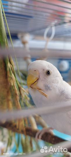 Попугайчики красивой расцветки