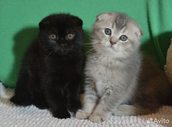 Вислоухие черный и голубое золото