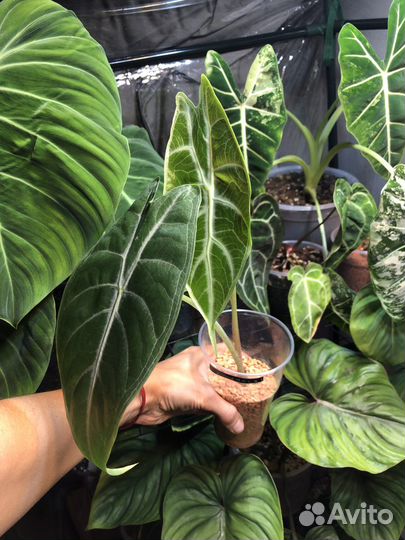 Алоказия кортхалси