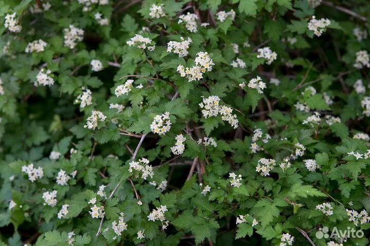 Кустарник Стефанандра Криспа надрезалистная
