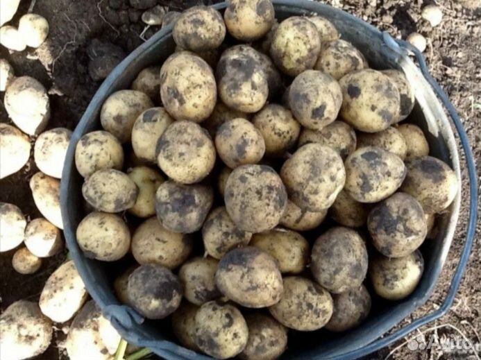 Картофель мелкий цена за сетку 20 кг