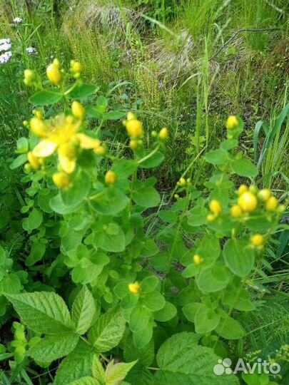 Зверобой, чага цикорий, брусника,мята и другие