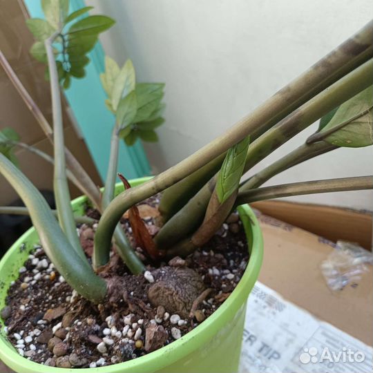 Замиокулькас