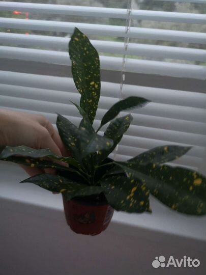 Кротон Голд Даст